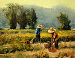 rice harvest